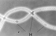 Heterocysts Filaments